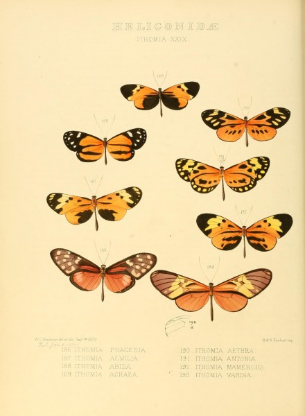 Illustrations of new species of exotic butterflies (Heliconidae- Ithomia XXIX) (7636745568)