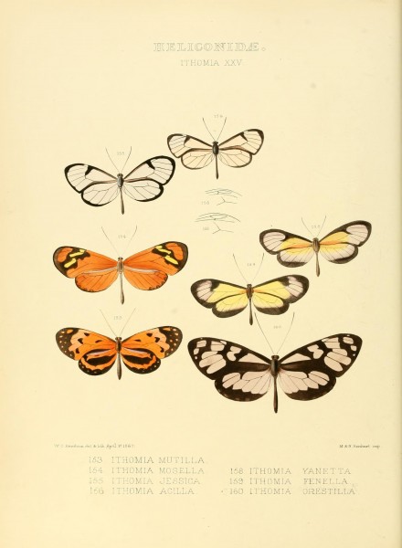 Illustrations of new species of exotic butterflies (Heliconidae- Ithomia XXV) (7636742056)