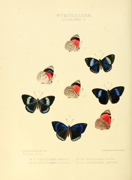 Illustrations of new species of exotic butterflies (Nymphalidae- Catagra IV) (7636780738)