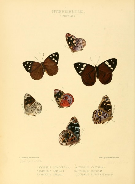 Illustrations of new species of exotic butterflies (Nymphalidae- Cybdeli I) (7636769704)