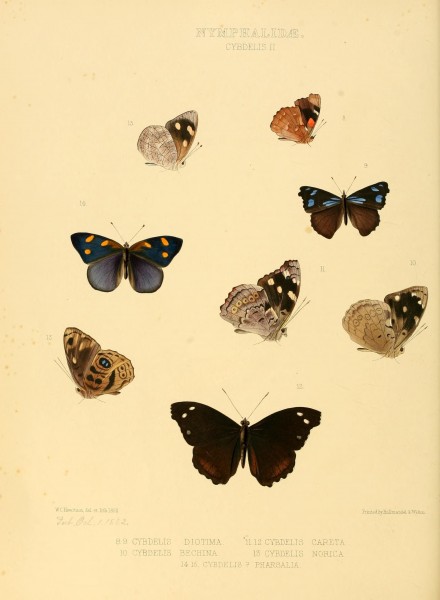 Illustrations of new species of exotic butterflies (Nymphalidae- Cybdeli II) (7636770636)