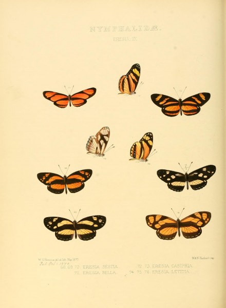 Illustrations of new species of exotic butterflies (Nymphalidae- Eresia IX) (7636767182)