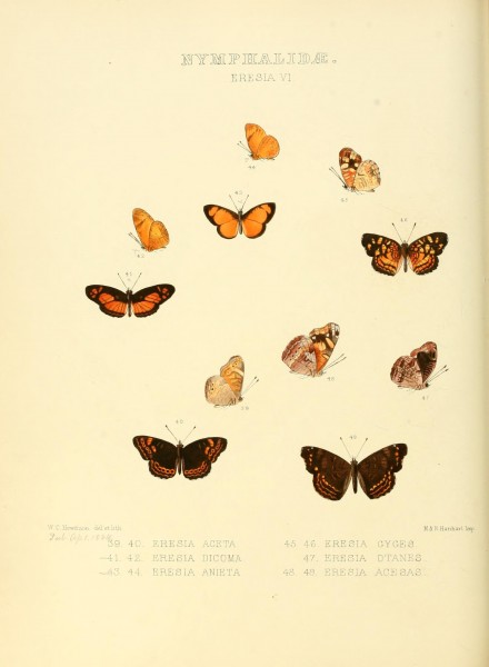 Illustrations of new species of exotic butterflies (Nymphalidae- Eresia VI) (7636764584)
