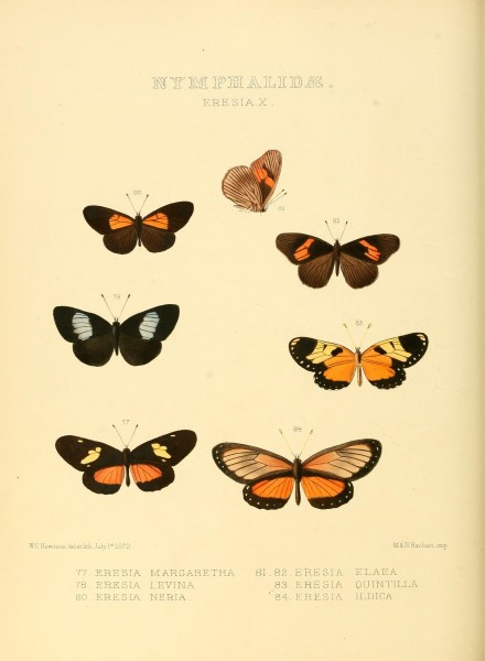 Illustrations of new species of exotic butterflies (Nymphalidae- Eresia X) (7636768070)