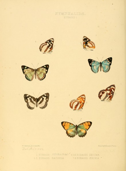 Illustrations of new species of exotic butterflies (Nymphalidae- Eubagis I) (7636775294)