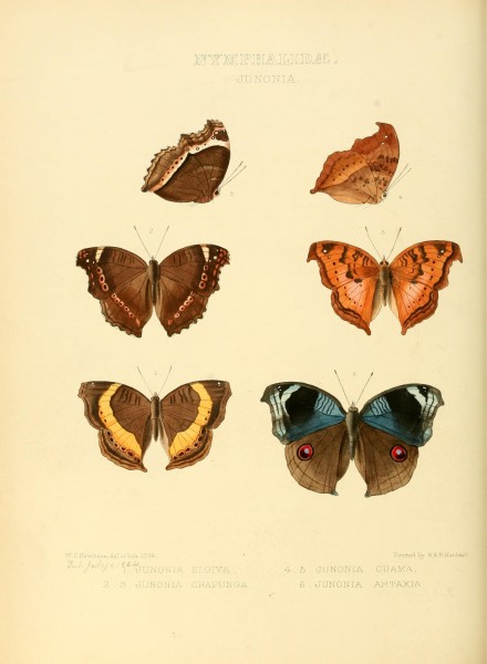 Illustrations of new species of exotic butterflies (Nymphalidae- Junonia) (7636768904)
