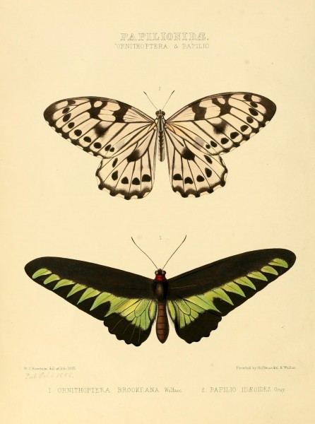 Illustrations of new species of exotic butterflies (Papilionidae- Ornith) BHL12839839