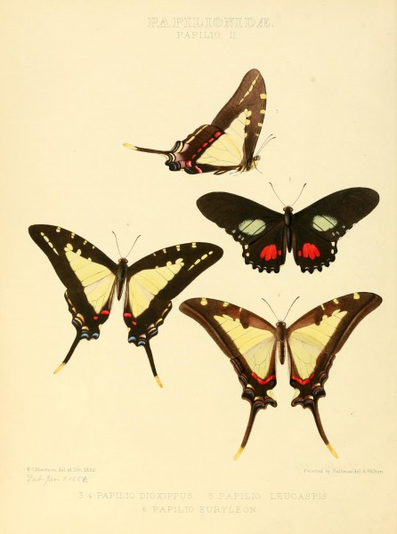 Illustrations of new species of exotic butterflies (Papilionidae- Papili) BHL12839835