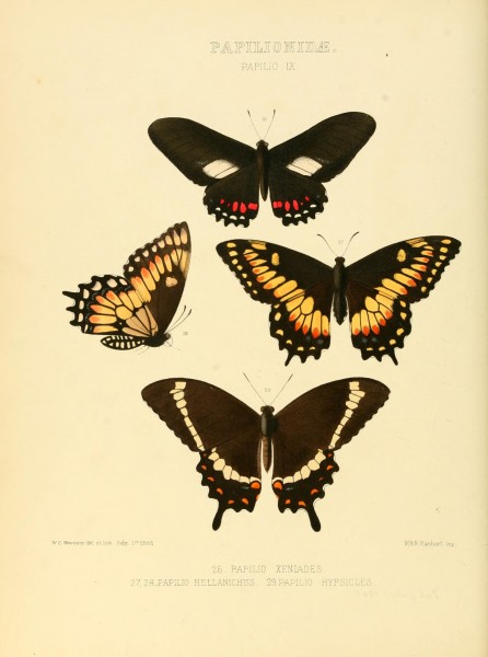 Illustrations of new species of exotic butterflies (Papilionidae- Papili IX) BHL12839819