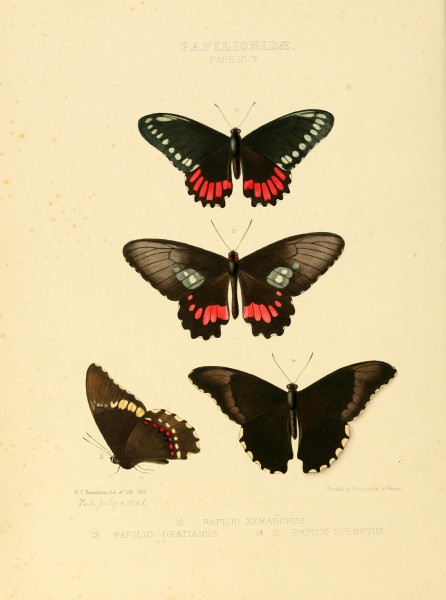 Illustrations of new species of exotic butterflies (Papilionidae- Papili V) BHL12839803