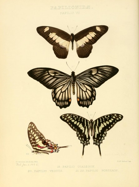 Illustrations of new species of exotic butterflies (Papilionidae- Papili VII) BHL12839811