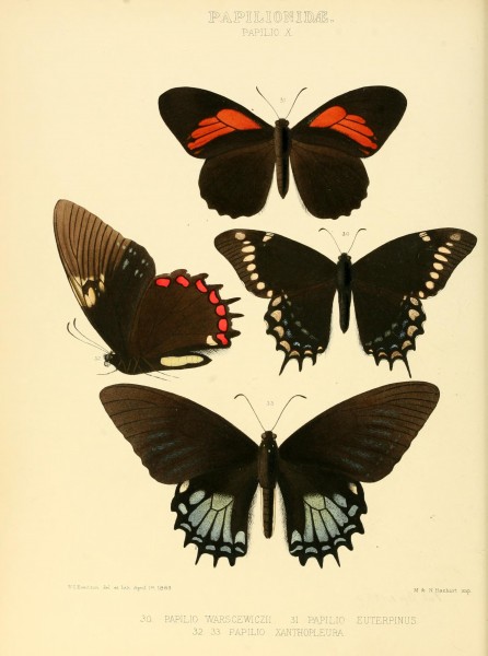 Illustrations of new species of exotic butterflies (Papilionidae- Papili X) BHL12839823