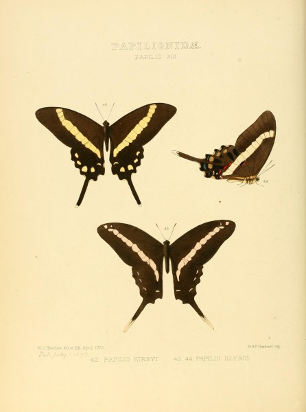 Illustrations of new species of exotic butterflies (Papilionidae- Papili XIII) BHL12839856