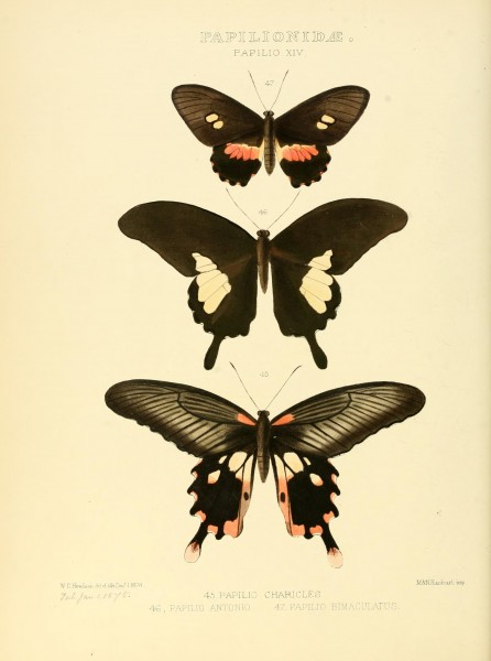 Illustrations of new species of exotic butterflies (Papilionidae- Papili XIV) BHL12839860