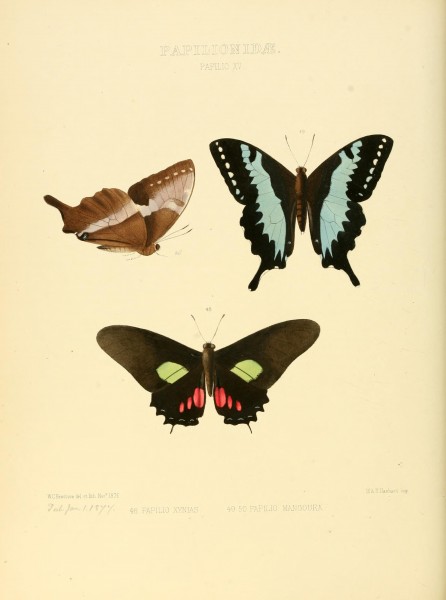 Illustrations of new species of exotic butterflies (Papilionidae- Papili XV) BHL12839864