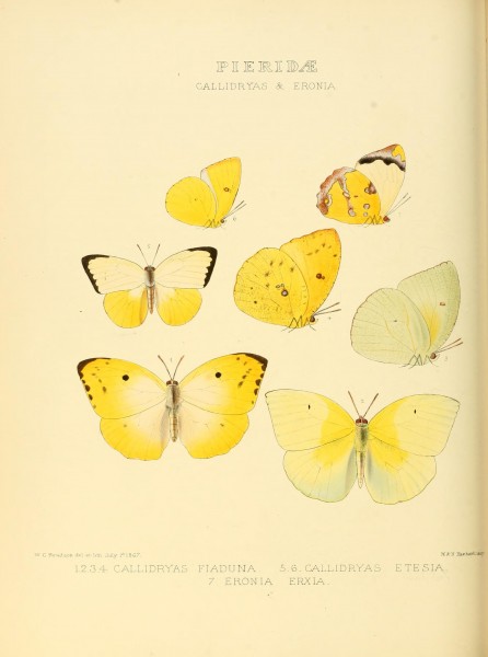 Illustrations of new species of exotic butterflies (Pieridae- Callidryas) BHL12839936