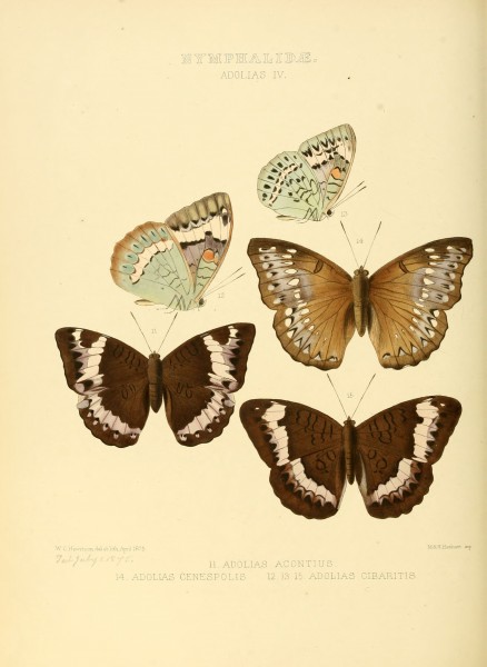 Illustrations of new species of exotic butterflies Adolias IV