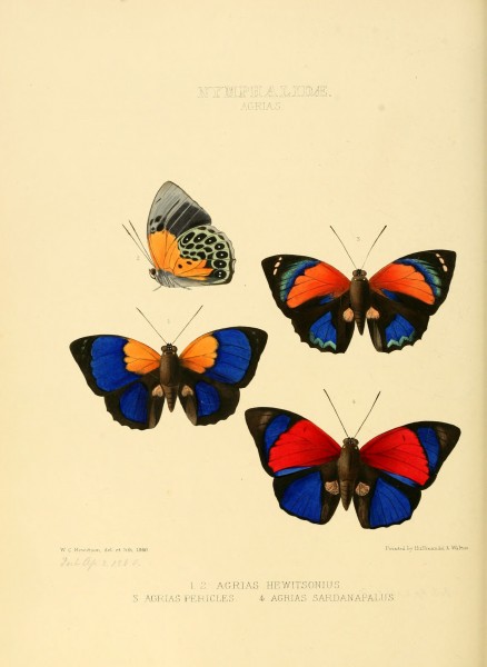 Illustrations of new species of exotic butterflies Agrias
