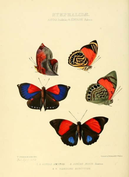 Illustrations of new species of exotic butterflies Agrias & Siderone