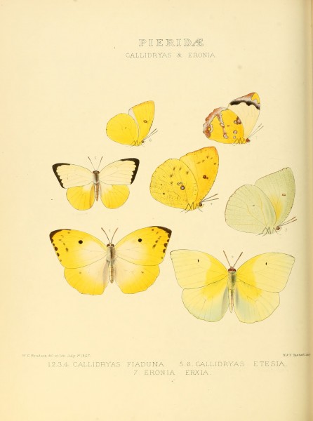 Illustrations of new species of exotic butterflies Callidryas & Eronia