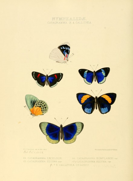 Illustrations of new species of exotic butterflies Catagramma IX & Callithea