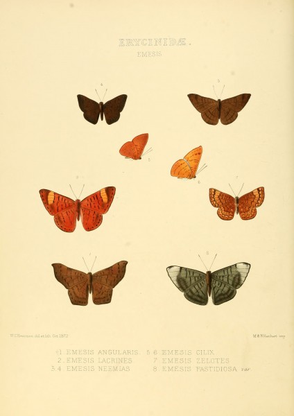 Illustrations of new species of exotic butterflies Emesis