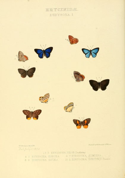 Illustrations of new species of exotic butterflies Eurygona I