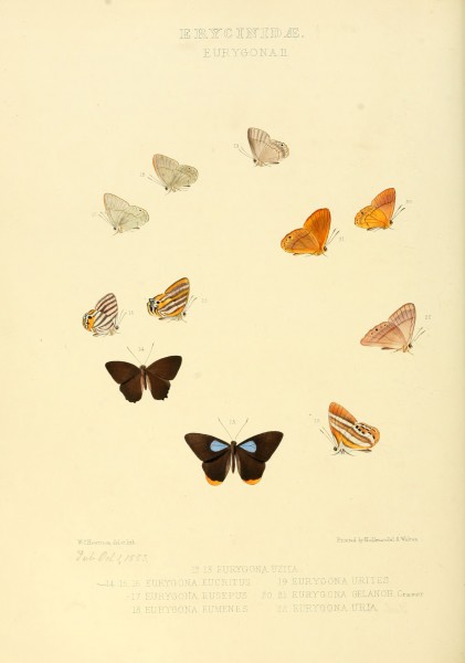 Illustrations of new species of exotic butterflies Eurygona II