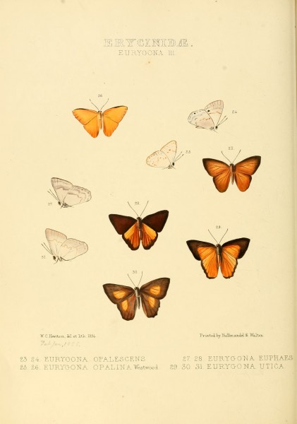 Illustrations of new species of exotic butterflies Eurygona III