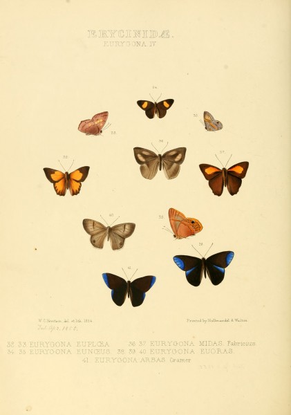 Illustrations of new species of exotic butterflies Eurygona IV
