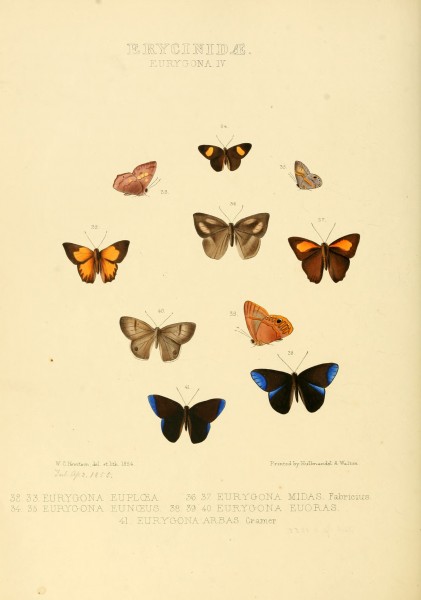 Illustrations of new species of exotic butterflies Eurygona IV