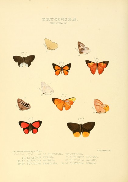 Illustrations of new species of exotic butterflies Eurygona IX