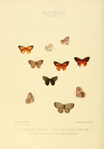 Illustrations of new species of exotic butterflies Eurygona VI