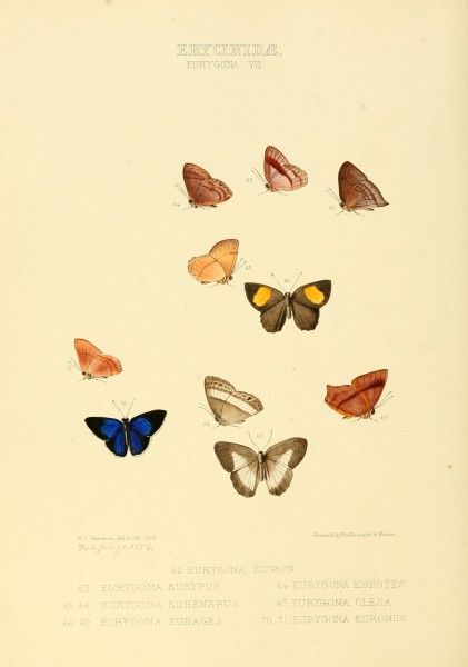Illustrations of new species of exotic butterflies Eurygona VII
