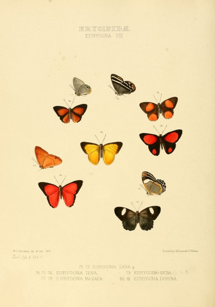 Illustrations of new species of exotic butterflies Eurygona VIII