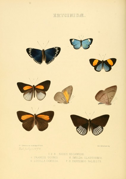 Illustrations of new species of exotic butterflies Hades, Uraneis, &c
