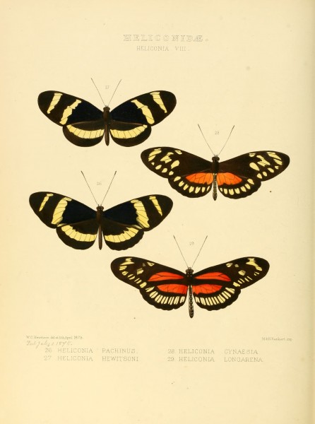 Illustrations of new species of exotic butterflies Heliconia VIII