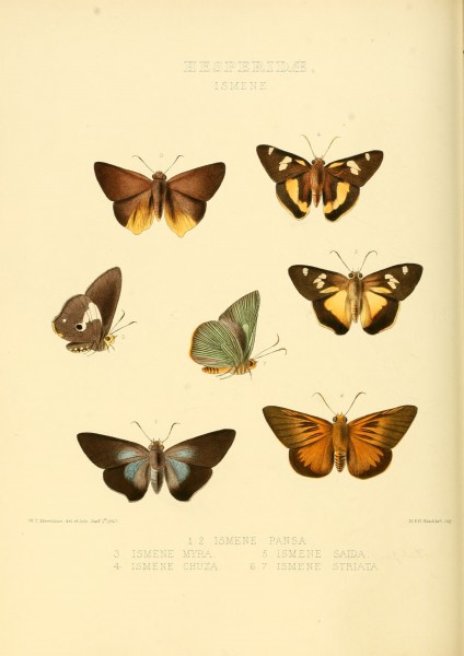 Illustrations of new species of exotic butterflies Ismene I