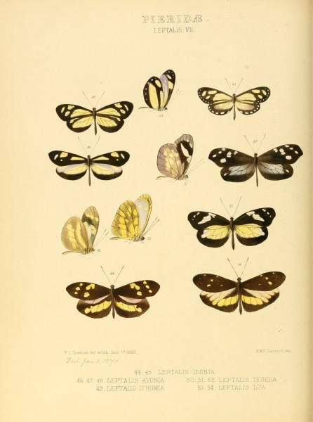 Illustrations of new species of exotic butterflies Leptalis VII