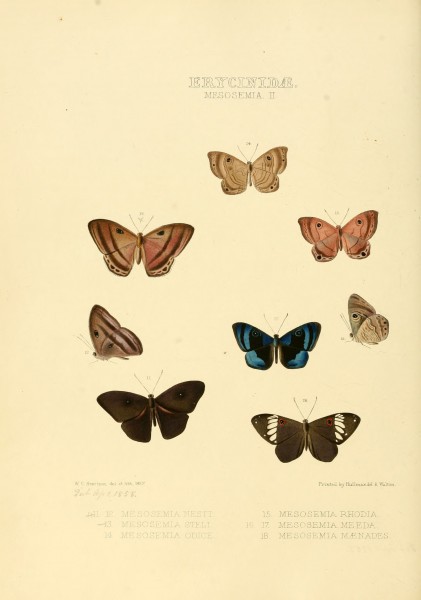 Illustrations of new species of exotic butterflies Mesosemia II