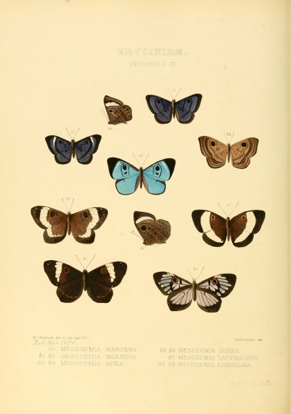 Illustrations of new species of exotic butterflies Mesosemia IX