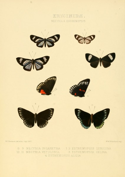 Illustrations of new species of exotic butterflies Necyria & Esthemopsis