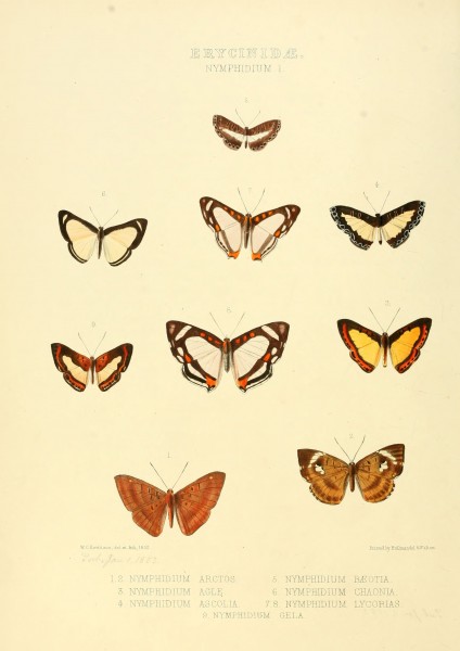 Illustrations of new species of exotic butterflies Nymphidium I