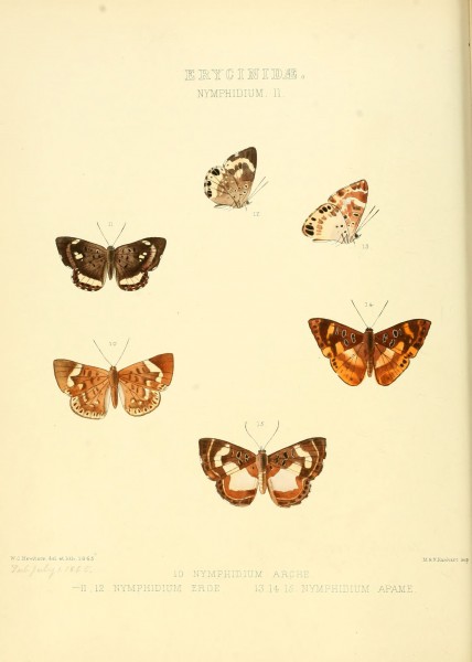 Illustrations of new species of exotic butterflies Nymphidium II