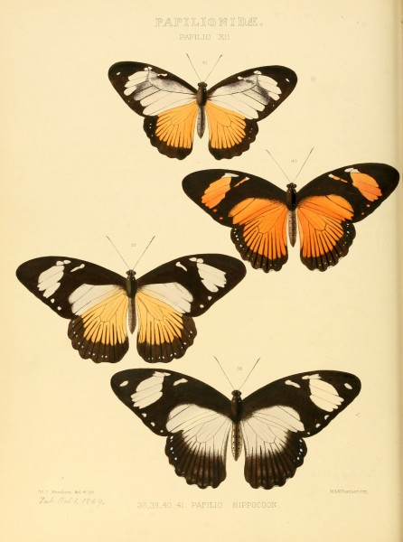 Illustrations of new species of exotic butterflies Papilio XII
