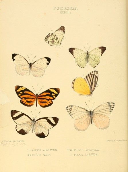 Illustrations of new species of exotic butterflies Pieris I