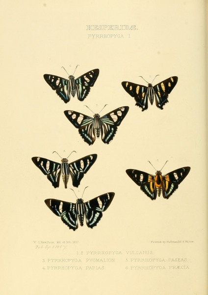 Illustrations of new species of exotic butterflies Pyrrhopyga I (1857)
