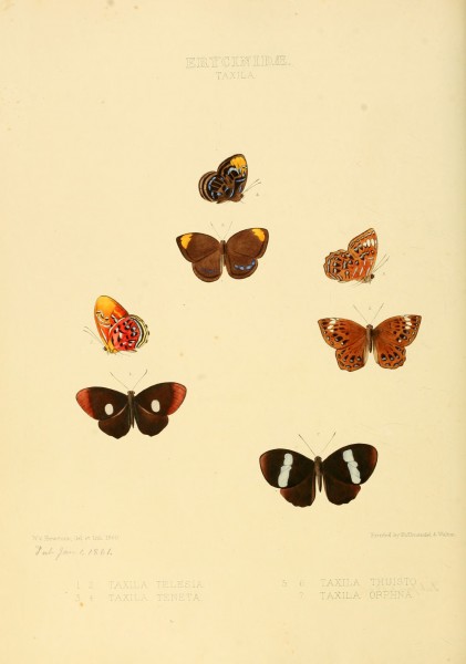 Illustrations of new species of exotic butterflies Taxila I