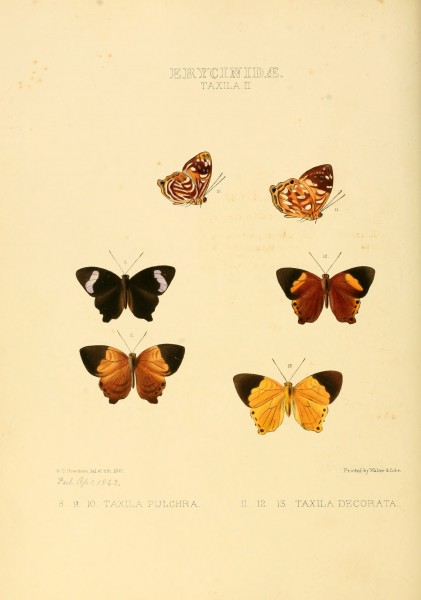 Illustrations of new species of exotic butterflies Taxila II