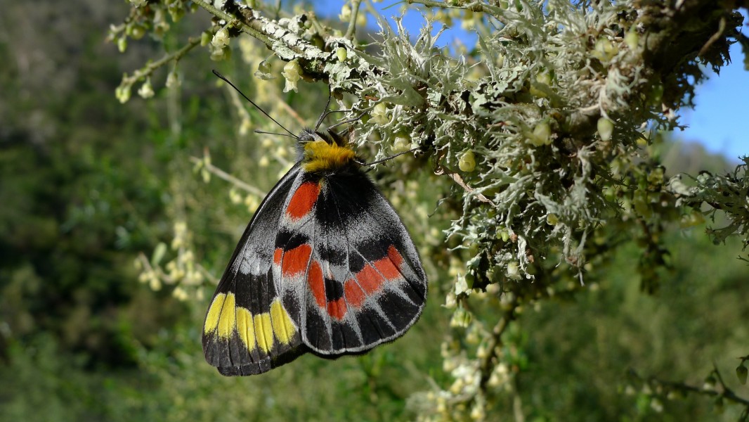 Imperial Jezebel male (8009200267)
